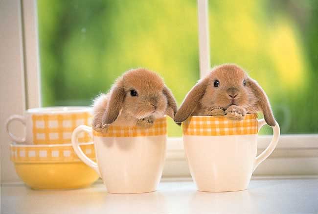 Easter bunnies in cups